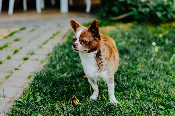 Küçük köpek, Chihuahua, çimenlerde mutlu mesut oynuyor. Küçük ve sevimli hayvanlar.