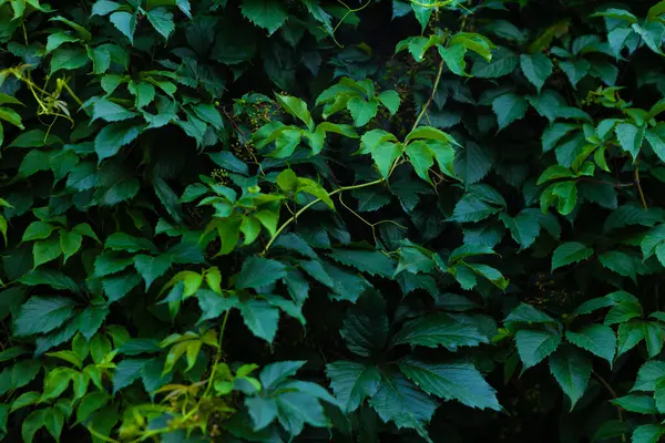 Soyut yeşil yaprak dokusu, doğa koyu yeşil arkaplan.