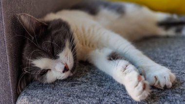Çekici gözleri olan sevimli beyaz ve gri evcil kedi yumuşak bir yüzeyde rahatça uzanır. Evcil hayvan temalı içerik, rahatlama ve rahat anlar için ideal.