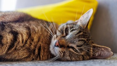 Close-up of a tabby cat peacefully sleeping on a cozy surface, showcasing its soft fur and relaxed expression. Perfect for themes of comfort, tranquility, and domestic life. clipart