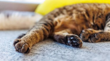 Sıcak bir yüzeyde huzur içinde uyuyan bir tekir kedinin yakın çekimi yumuşak kürkünü ve rahat ifadesini gözler önüne seriyor. Rahatlık, sükunet ve ev hayatı temaları için mükemmel..