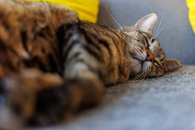 Close-up of a tabby cat peacefully sleeping on a cozy surface, showcasing its soft fur and relaxed expression. Perfect for themes of comfort, tranquility, and domestic life. clipart