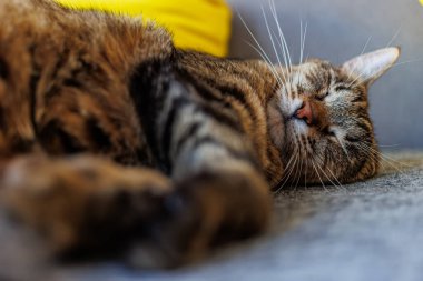 Close-up of a tabby cat peacefully sleeping on a cozy surface, showcasing its soft fur and relaxed expression. Perfect for themes of comfort, tranquility, and domestic life. clipart