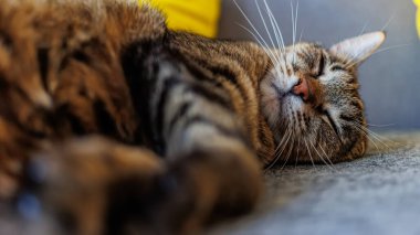 Close-up of a tabby cat peacefully sleeping on a cozy surface, showcasing its soft fur and relaxed expression. Perfect for themes of comfort, tranquility, and domestic life. clipart