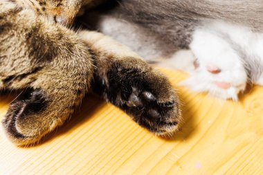 Kedi patilerinin yakın plan bir resmi, bir tekir ve bir beyaz, nazikçe dokunuyor.