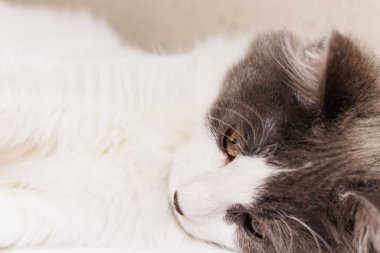 A serene portrait of a gray and white cat lounging on a wooden surface against a concrete wall, showcasing its fluffy tail and relaxed posture. clipart