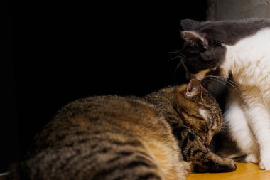 Two affectionate cats, a tabby and a gray-and-white feline, enjoying a tender grooming moment together on a wooden surface. clipart