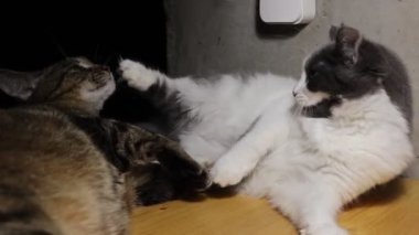 Sevecen iki kedi, bir tekir kedi ve gri beyaz bir kedi, hassas bir tımar anının tadını çıkarıyorlar..