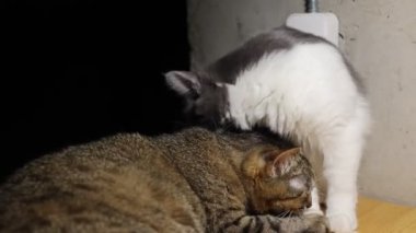 Sevecen iki kedi, bir tekir kedi ve gri beyaz bir kedi, hassas bir tımar anının tadını çıkarıyorlar..
