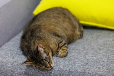 Uyuyan bir tekir kedinin huzurlu bir yakın çekimi, huzurlu ve rahat halini sıcacık bir yüzeyde yakalıyor. Hayvan severler ve ev dekorasyonu temaları için mükemmel..