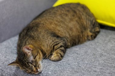 Uyuyan bir tekir kedinin huzurlu bir yakın çekimi, huzurlu ve rahat halini sıcacık bir yüzeyde yakalıyor. Hayvan severler ve ev dekorasyonu temaları için mükemmel..