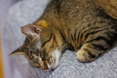 Uyuyan bir tekir kedinin huzurlu bir yakın çekimi, huzurlu ve rahat halini sıcacık bir yüzeyde yakalıyor. Hayvan severler ve ev dekorasyonu temaları için mükemmel..