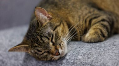 Uyuyan bir tekir kedinin huzurlu bir yakın çekimi, huzurlu ve rahat halini sıcacık bir yüzeyde yakalıyor. Hayvan severler ve ev dekorasyonu temaları için mükemmel..