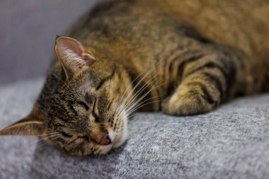 Uyuyan bir tekir kedinin huzurlu bir yakın çekimi, huzurlu ve rahat halini sıcacık bir yüzeyde yakalıyor. Hayvan severler ve ev dekorasyonu temaları için mükemmel..