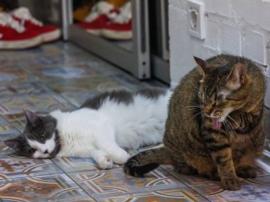 Gevşemiş gri ve beyaz bir kedinin yanında esneyen tekir kedi güzel desenli fayanslarla döşenmiş yerde uzanıyor, kedi dostluğunun cazibesini ve kişiliğini sergiliyor..