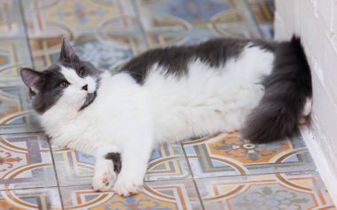 Cozy black and white fluffy cat relaxing on a beautifully patterned tiled floor, capturing a serene and elegant indoor moment, perfect for home decor and pet lifestyle themes. clipart