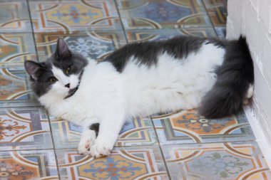 Cozy black and white fluffy cat relaxing on a beautifully patterned tiled floor, capturing a serene and elegant indoor moment, perfect for home decor and pet lifestyle themes. clipart