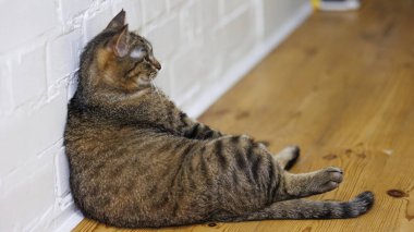 Cat sitting like a human, showcasing its quirky personality and providing a delightful glimpse into feline behavior. Ideal for pet humor and animal-themed content. clipart