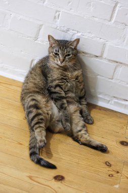 Kedi insan gibi oturuyor, tuhaf kişiliğini sergiliyor ve kedi davranışlarına hoş bir bakış sağlıyor. Hayvan mizahı ve hayvan temalı içerik için ideal.