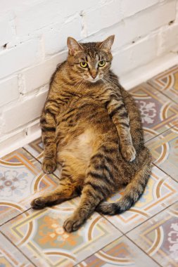 Cat sitting like a human, showcasing its quirky personality and providing a delightful glimpse into feline behavior. Ideal for pet humor and animal-themed content. clipart