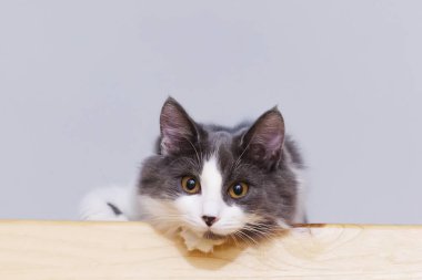 Tahta bir yüzeyde oturan gri ve beyaz tüylü bir kedinin portresi, kameraya dikkatle bakıyor..