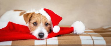 Mutlu Noeller Noel Baba evcil köpek yavrusu kanepeye bakıyor. Kopyalama alanı olan bayram afişi.