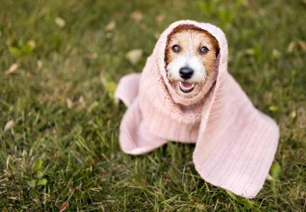 stock image Cute funny happy dog puppy sitting in the grass in a warm blanket. Cold weather, season, flu or pet care background.