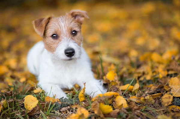 Cachorro Lindo Perro Mascota Feliz Escuchando Las Hojas Amarillas Otoño — Foto de Stock
