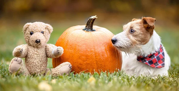 Funny pet dog with a pumpkin and a toy in the grass in autumn. Halloween, happy thanksgiving day or fall banner