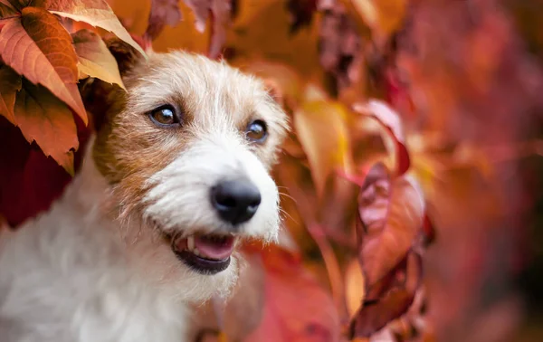 Cachorro Lindo Perro Mascota Feliz Escuchando Las Hojas Rojas Otoño — Foto de Stock