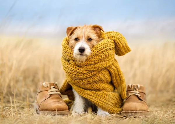 Cute Funny Dog Wearing Warm Pullover Cloth Sitting Shoes Cold — Stock Photo, Image