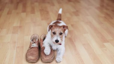 Mutlu sevimli köpek evde ayakkabıları dinliyor. Yavru köpek eğitimi, yürüyüş ya da seyahat, seyahat.