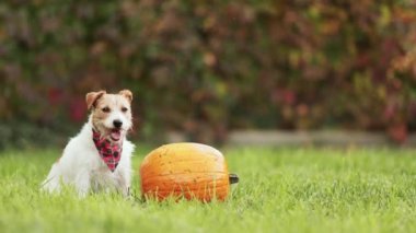 Sonbaharda balkabağıyla oturan sevimli köpek yavrusu. Sonbahar ya da mutlu Şükran Günü konsepti.