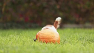 Sonbaharda sevimli, komik, evcil köpek yavrusu bir balkabağıyla oynuyor. Cadılar Bayramı, sonbahar veya mutlu şükran günü konsepti.
