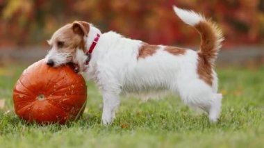 Sonbaharda oyun oynayan, çiğneyen, balkabağı yiyen sevimli, eğlenceli evcil köpek yavrusu. Cadılar Bayramı, sonbahar veya mutlu şükran günü konsepti.