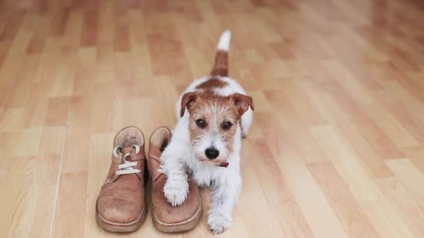 Glücklicher Süßer Hund Der Hause Auf Schuhen Lauscht Welpentraining Wandern — Stockvideo