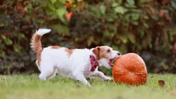 Sonbaharda Oyun Oynayan Çiğneyen Balkabağı Yiyen Sevimli Eğlenceli Evcil Köpek — Stok video