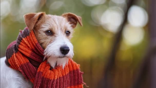 Netter Glücklicher Hund Mit Orangefarbenem Schal Kalter Herbst Herbst Winter — Stockvideo