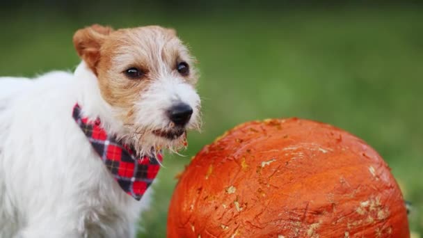 かわいい面白い遊び心のあるペットの犬の子犬は 秋にカボチャを食べて噛む ハロウィーン または幸せな感謝祭のコンセプト — ストック動画