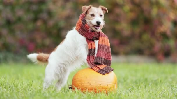 カボチャの上に立つかわいい面白い幸せなペット犬と秋に暖かいスカーフを身に着けています ハロウィーン または幸せな感謝祭 — ストック動画