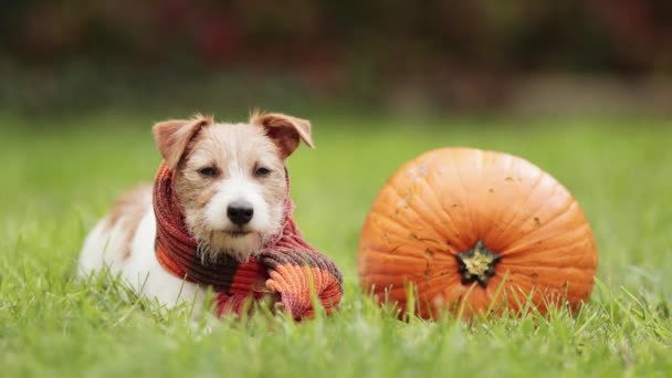 Sonbaharda Turuncu Eşarp Takmış Balkabağıyla Dinleyen Sevimli Köpek Yavrusu Cadılar — Stok video