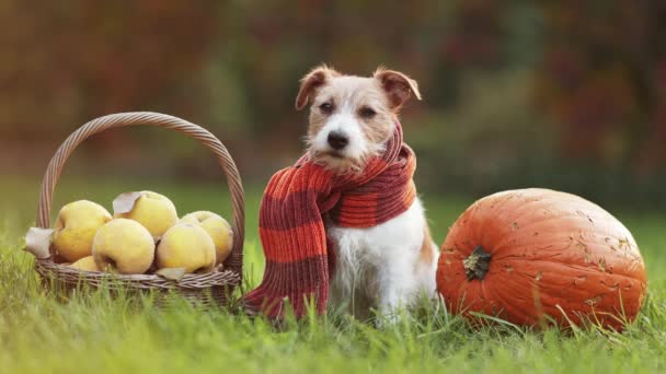 Cute Szczęśliwy Zdrowy Pies Nosi Szalik Siedzi Dziękczynieniem Jesień Jesień — Wideo stockowe