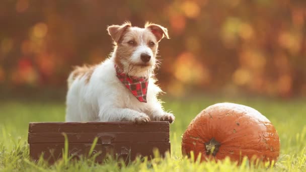 Cute Szczęśliwy Zdrowy Pies Słuchanie Dziękczynieniem Jesień Dynia Jesień — Wideo stockowe