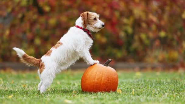 Roztomilé Legrační Hravý Pes Štěně Stojící Dýni Podzim Halloween Podzim — Stock video