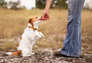 Antrenör, eğitilmiş küçük yalvaran köpeğine köpek maması veriyor. Hayvan eğitimi, hayvan bakımı.