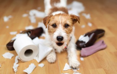 Gülen ve çiğnenmiş ayakkabılar, çoraplar ve tuvalet kağıdıyla oynayan komik yaramaz köpek yavrusu. Evcil köpek eğitimi..