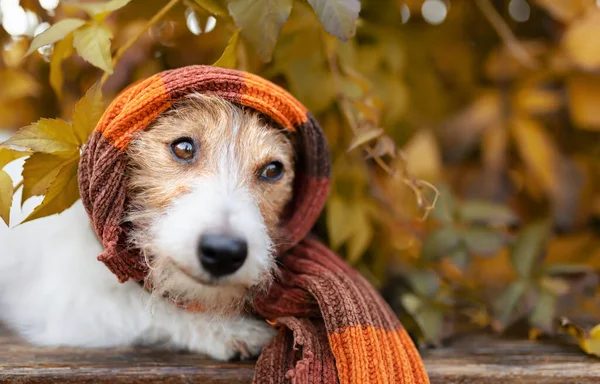 Cute Funny Dog Wearing Warm Orange Scarf Leaves Cold Autumn — Stock Photo, Image
