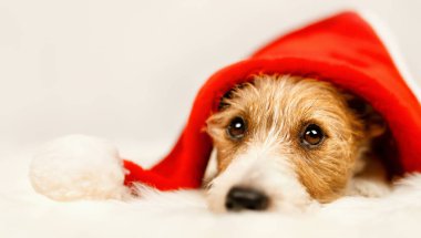 Sevimli mutlu noel baba evcil köpek yavrusu. Fotokopi alanı olan tatil arkaplanı, afişi veya noel kartı.