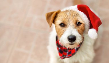 Mutlu Noeller Noel Baba evcil köpek yavrusu görünüşlü. Kopyalama alanı olan tatil arkaplanı.