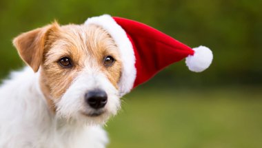 Yeşil arka planda mutlu Noeller Noel Baba evcil köpeği. Kopya alanı olan tatil kartı veya afişi.
